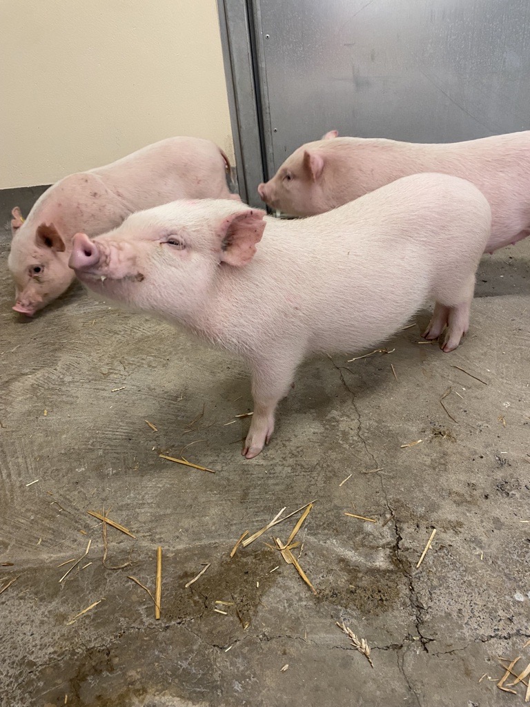 Three laboratory pigs in indoor housing.